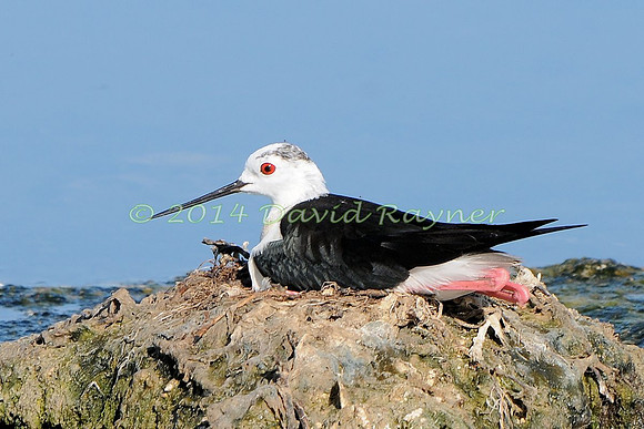 black-winged stilt (15)