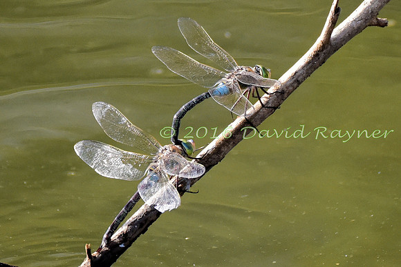 Dragonfly, Lesser Emperor 1