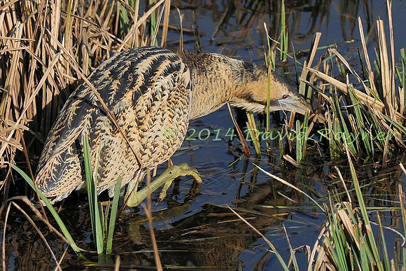 Bittern 09