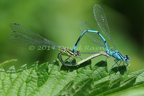 .damsel, Azure [M]