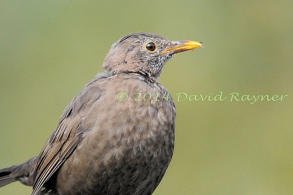 Blackbird [f]