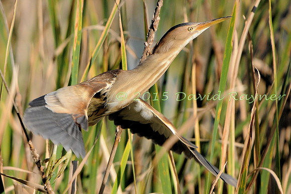 Bittern, Little 6 [f.F]