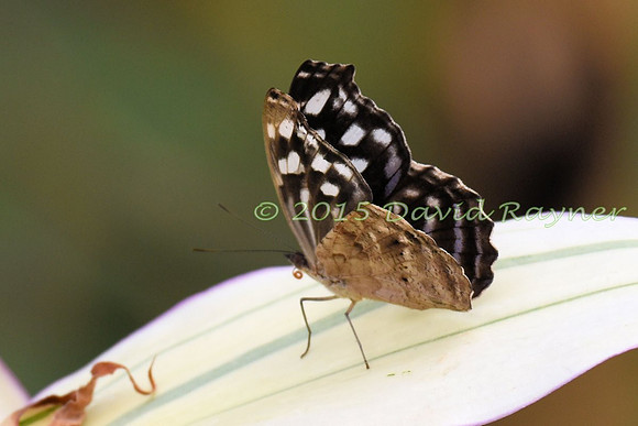 Bluewing, Mexican [u]