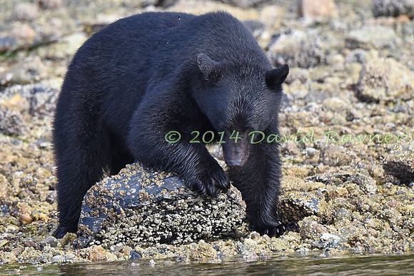Bear, Black (25)