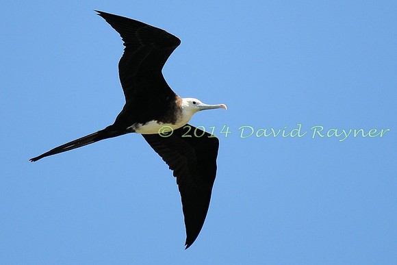 magnificent frigatebird (20)