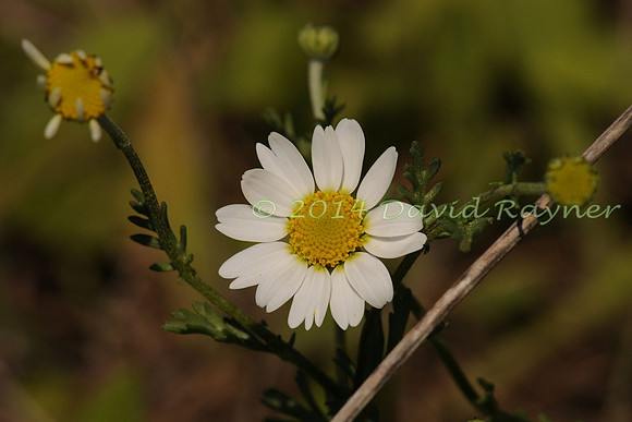 Anthemis maritima