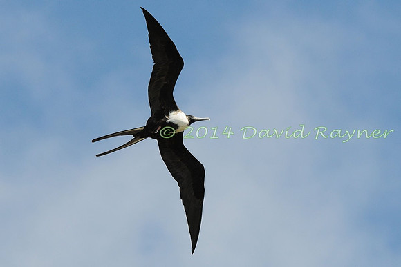 magnificent frigatebird (26)