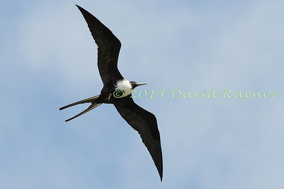 magnificent frigatebird (25)