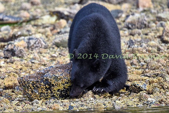 Bear, Black (27)