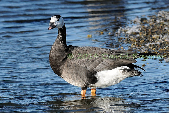 Barnacle Goose Hybrid