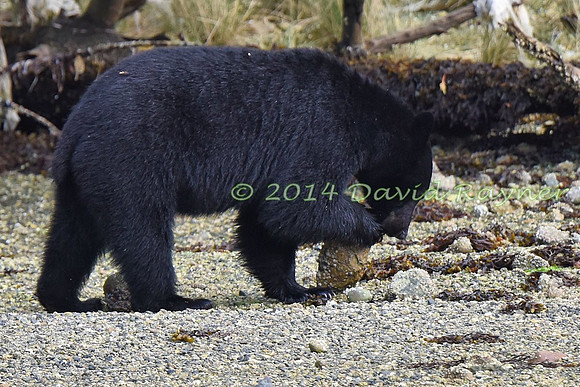 Bear, Black (15)