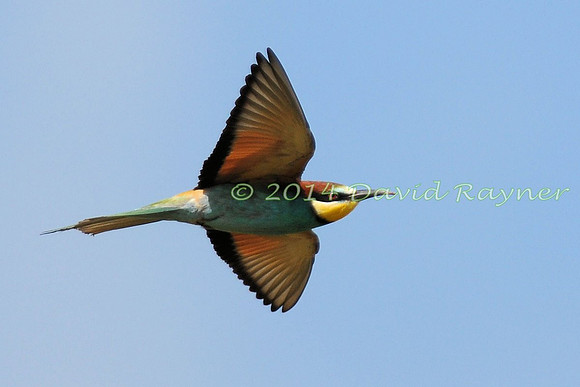 Bee-eater 1 [F]