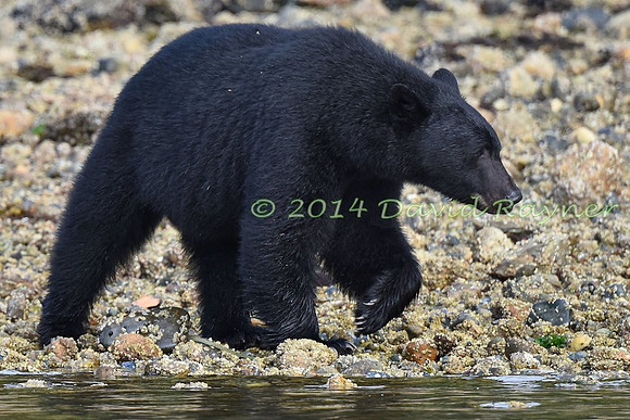 Bear, Black (22)