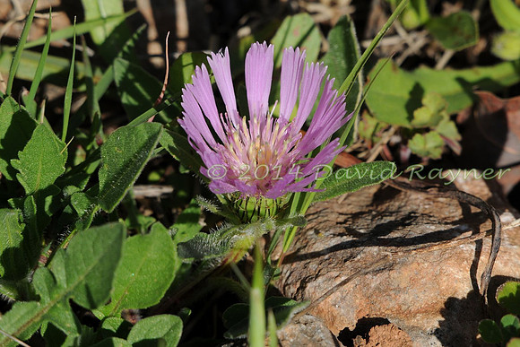 Centaurea pullata