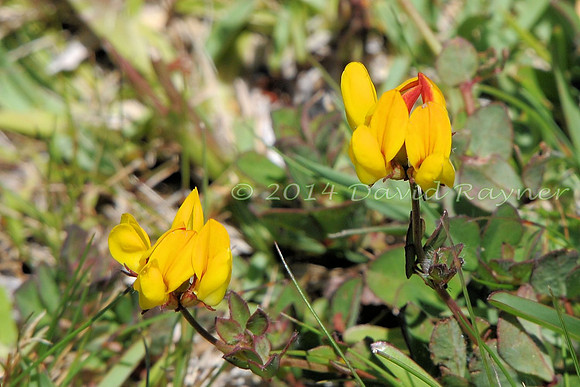 Bird's-foot-trefoil