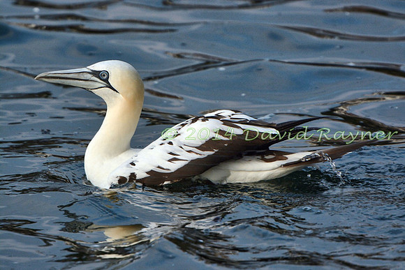Gannet 05