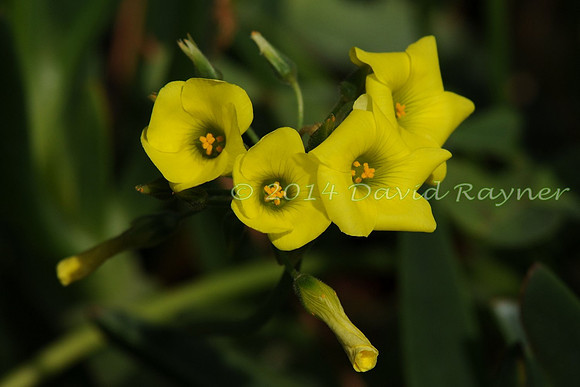 Buttercup, Bermuda