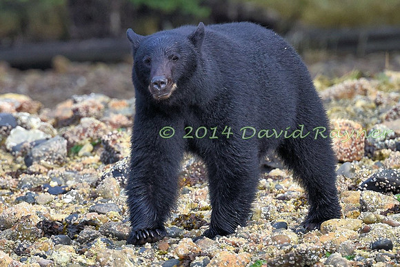 Bear, Black (18)