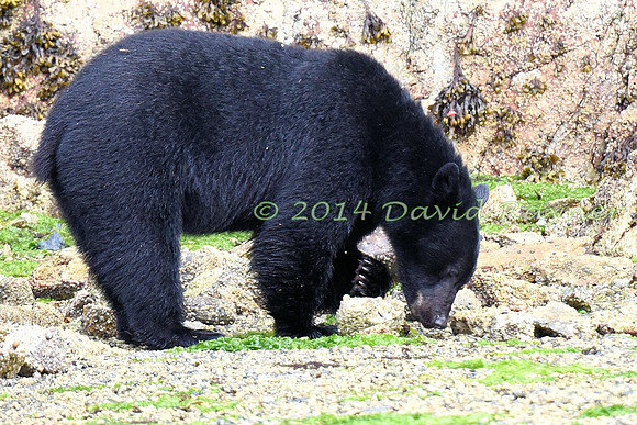 Bear, Black (14)