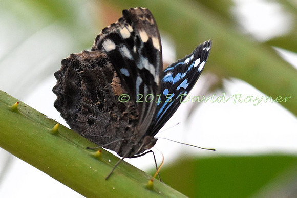 Bluewing, Mexican [tum]