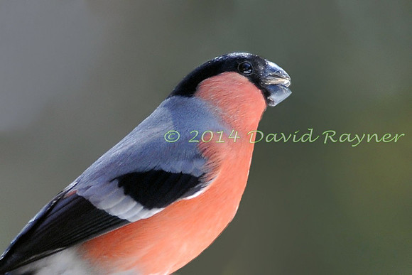 Bullfinch