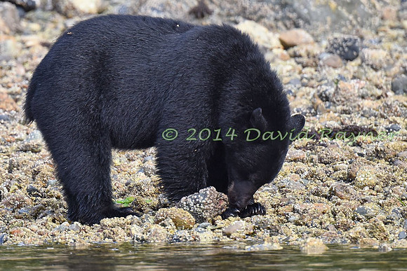Bear, Black (24)