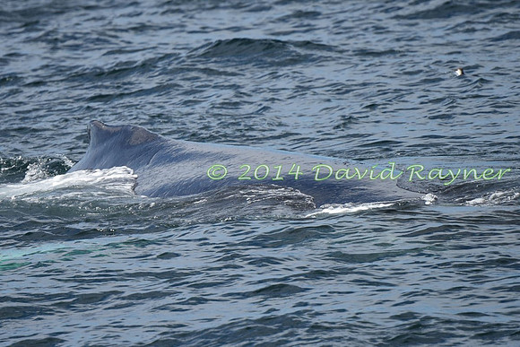 Humpback Whale (22)