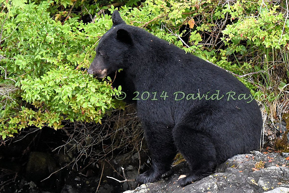 Bear, Black (12)