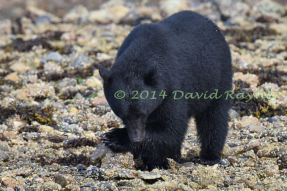 Bear, Black (20)