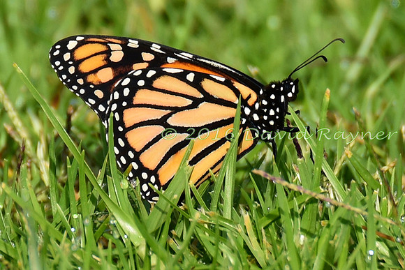Butterfly, Monarch 1