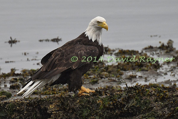 Eagle, Bald 01