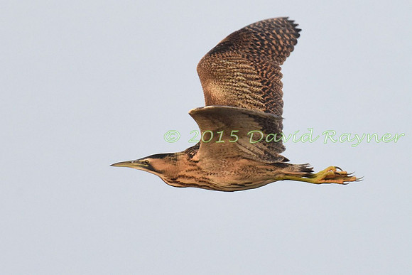 Bittern