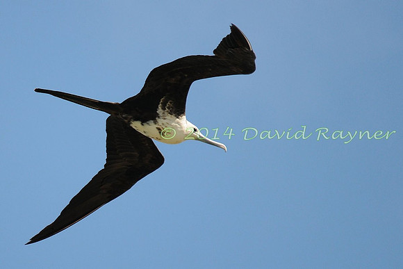 magnificent frigatebird (21)