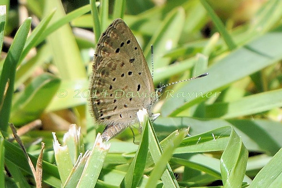 Blue, African Grass [u]