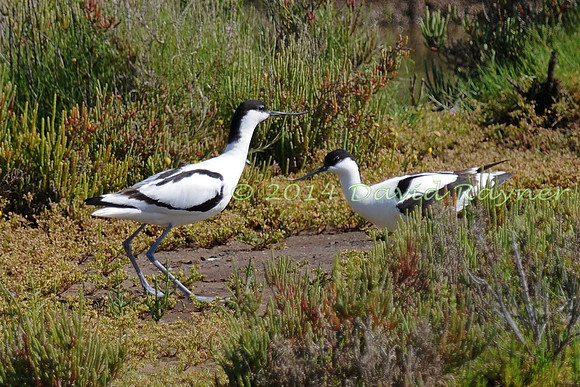 Avocet 2