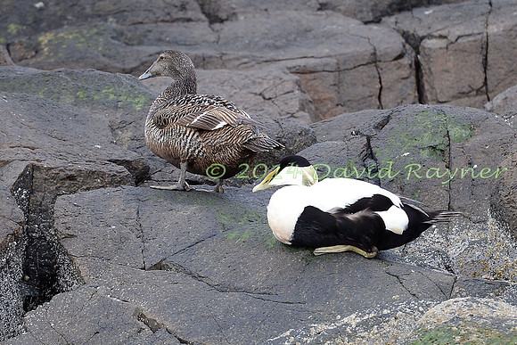 Eider Duck 04