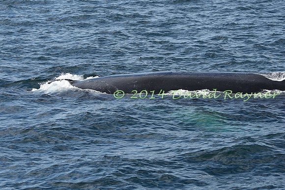 Humpback Whale (24)