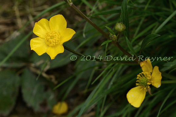 Buttercup, Goldilocks