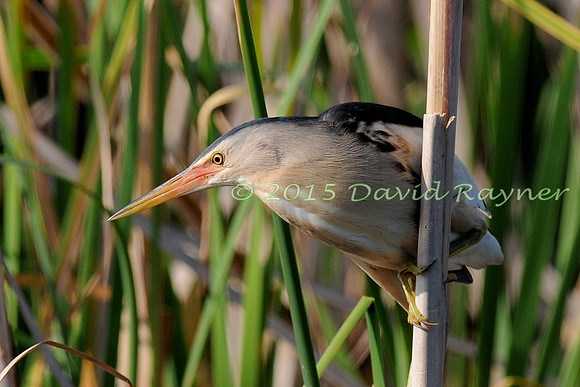 Bittern, Little 3