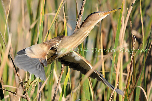 Bittern, Little [f]