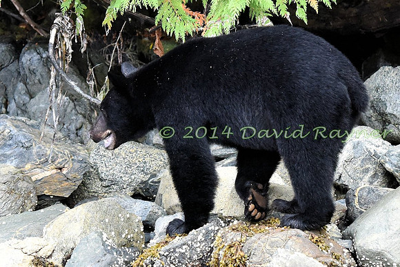 Bear, Black (11)