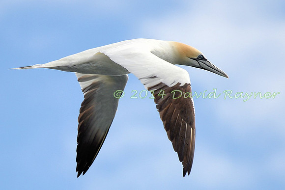 Gannet 06