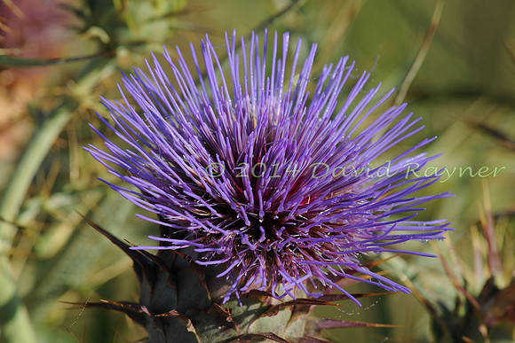 Cardoon