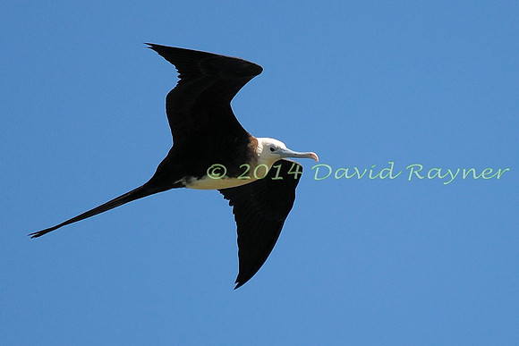 magnificent frigatebird (19)