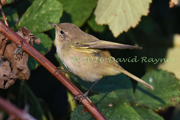 Chiffchaff 10