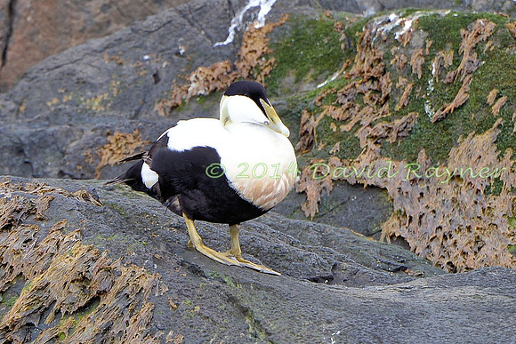 Eider Duck 05
