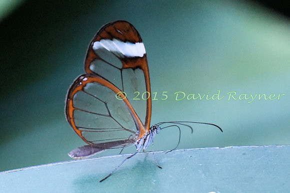 Glasswing