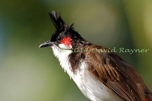 Bulbul, Red-whiskered