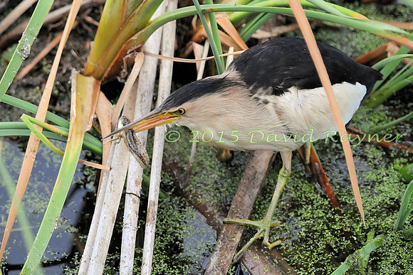 Bittern, Little 4 [C]
