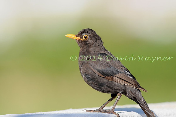 Blackbird 1
